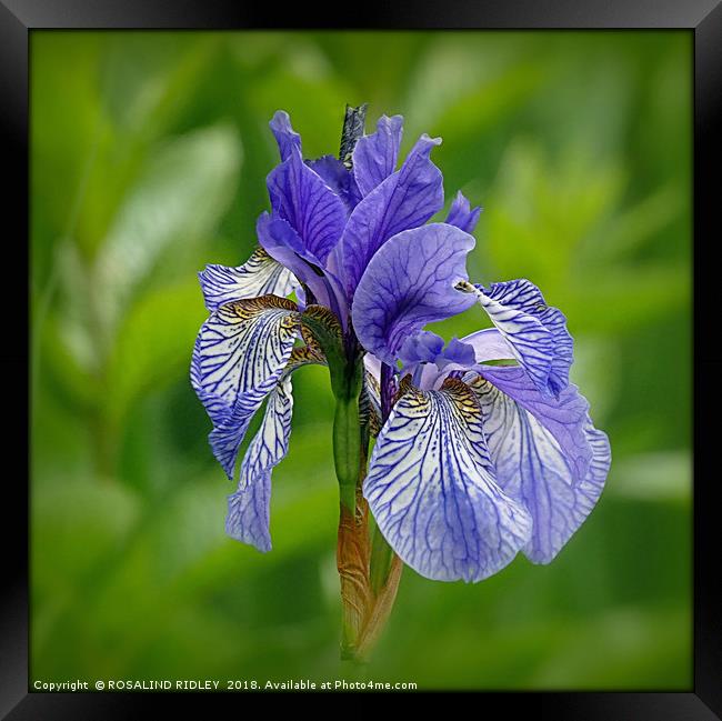 "Iris in the reeds 2" Framed Print by ROS RIDLEY