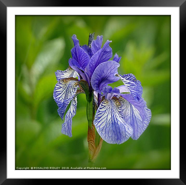 "Iris in the reeds 2" Framed Mounted Print by ROS RIDLEY