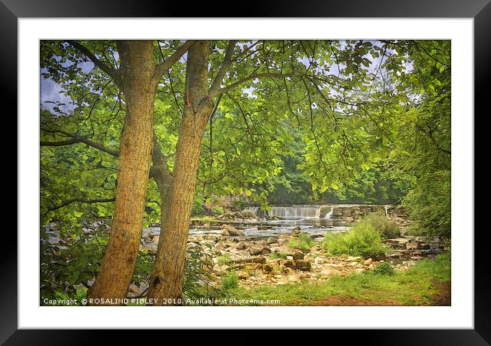 "Trees by the river " Framed Mounted Print by ROS RIDLEY