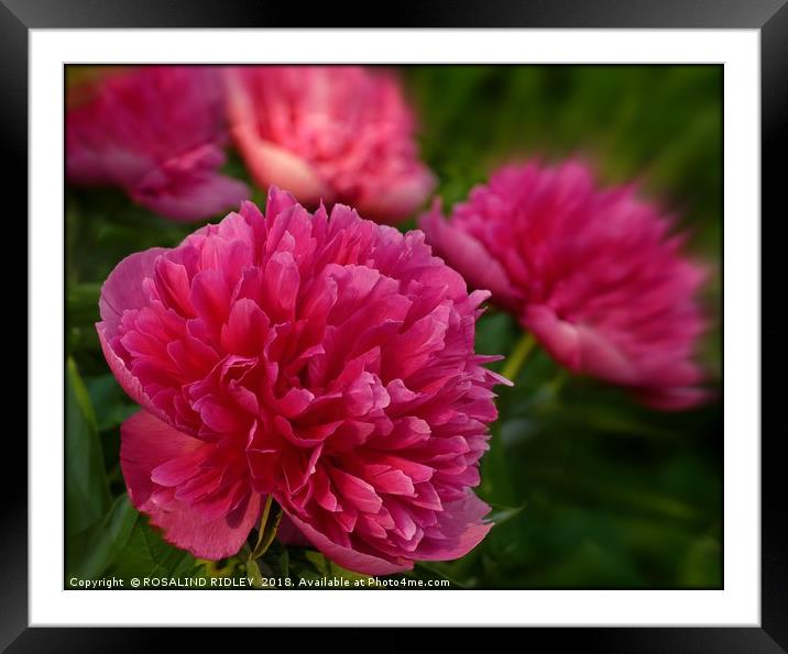 "Perfect pink Peony" Framed Mounted Print by ROS RIDLEY