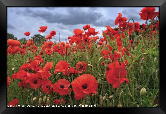 "Stormy skies over the Poppy field" Framed Print by ROS RIDLEY