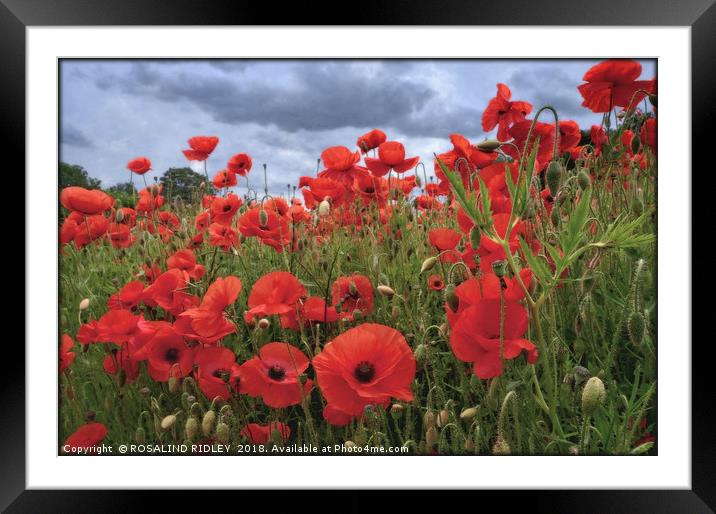 "Stormy skies over the Poppy field" Framed Mounted Print by ROS RIDLEY