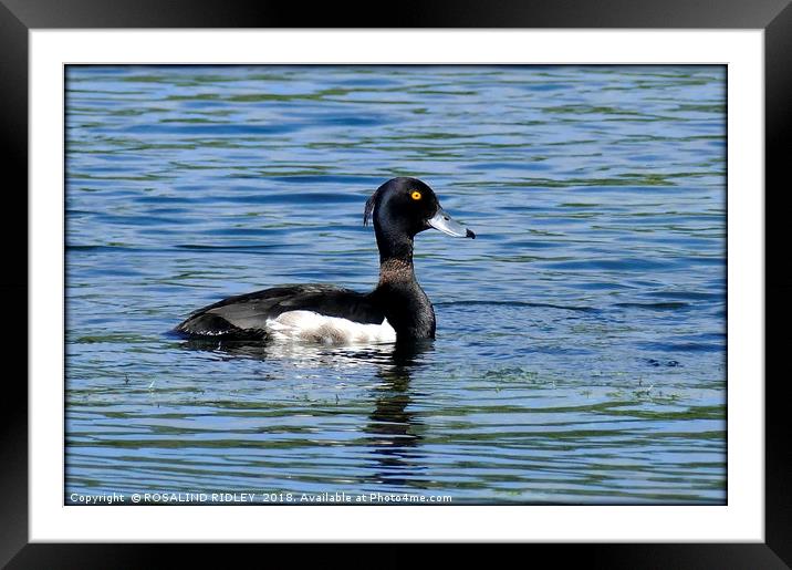 "Tufted Duck" Framed Mounted Print by ROS RIDLEY