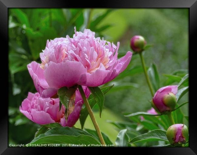 "Peony Delight" Framed Print by ROS RIDLEY