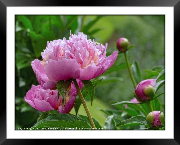 "Peony Delight" Framed Mounted Print by ROS RIDLEY