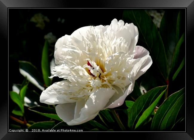 "Peony Lactiflora Immaculee" Framed Print by ROS RIDLEY