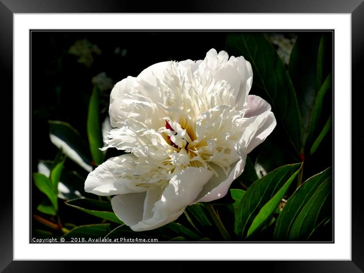 "Peony Lactiflora Immaculee" Framed Mounted Print by ROS RIDLEY
