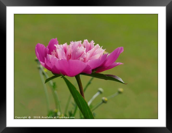 "Peony Pink Duo" Framed Mounted Print by ROS RIDLEY