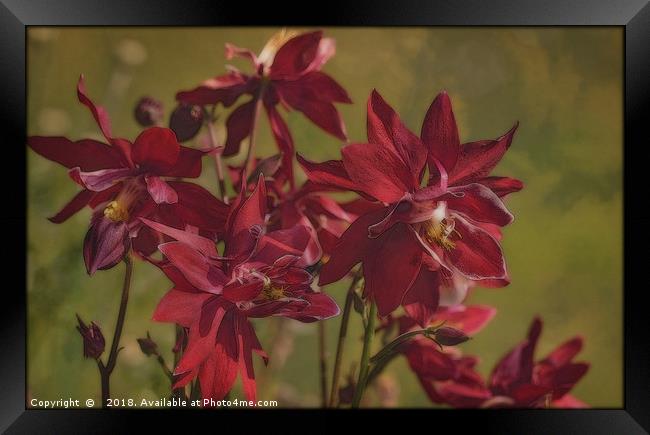 "Red Aquilegias" Framed Print by ROS RIDLEY