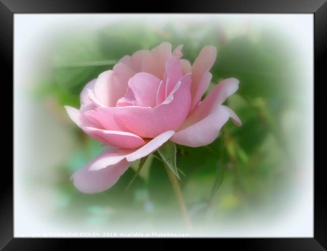 "Single Soft Pink Rose" Framed Print by ROS RIDLEY