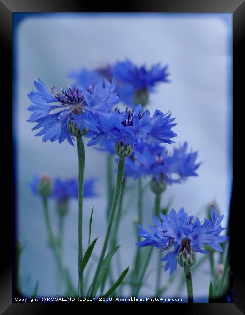 "Soft Blue" Framed Print by ROS RIDLEY