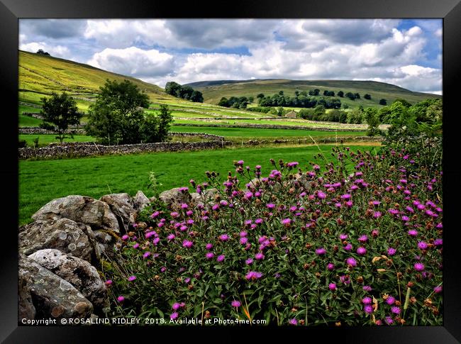 "Thistles in the hedgerows of Littondale" Framed Print by ROS RIDLEY