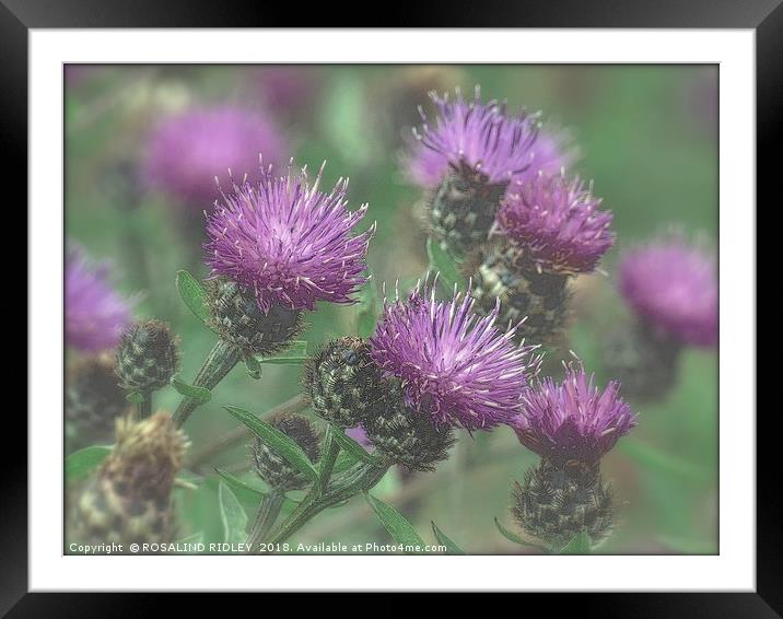 "Thistles in the mist" Framed Mounted Print by ROS RIDLEY