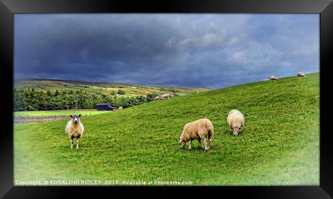 "Where Sheep may safely graze...Teesdale" Framed Print by ROS RIDLEY