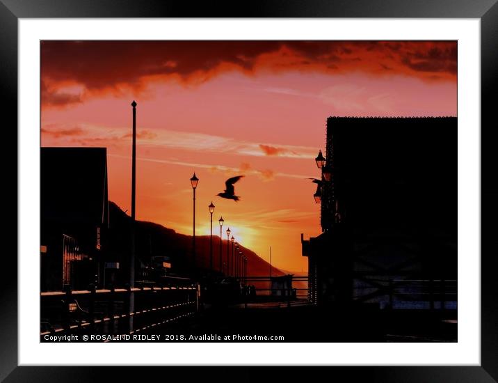 "Flying home before dark" Framed Mounted Print by ROS RIDLEY