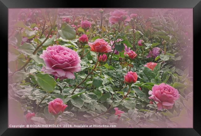 "Victorian rose garden2" Framed Print by ROS RIDLEY