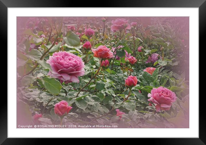 "Victorian rose garden2" Framed Mounted Print by ROS RIDLEY
