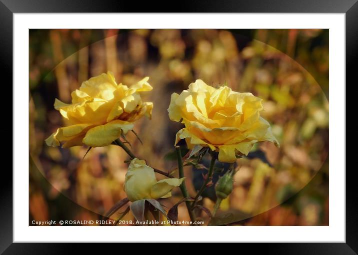 "Sunshine on the Autumn roses" Framed Mounted Print by ROS RIDLEY