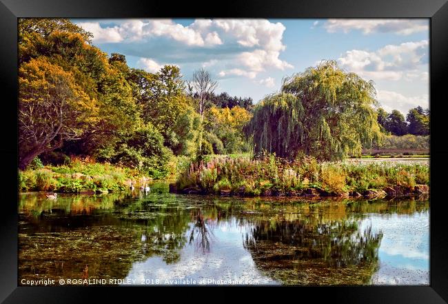 "Early Autumn reflections in the park lake" Framed Print by ROS RIDLEY