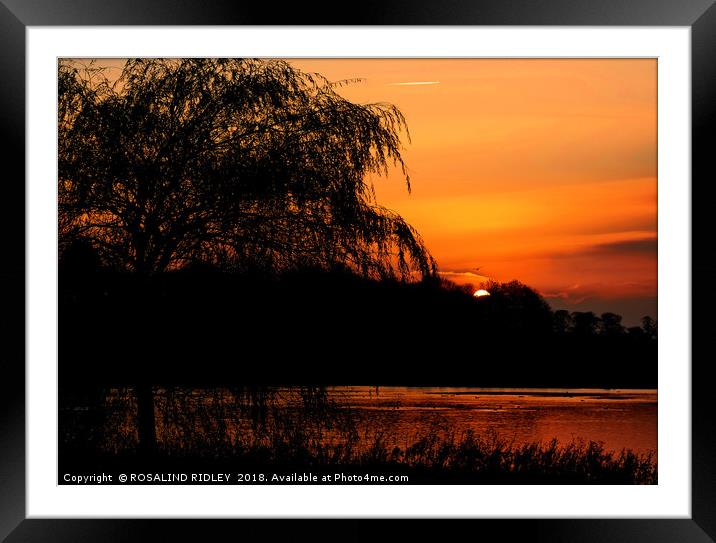 "Tree at sunset" Framed Mounted Print by ROS RIDLEY