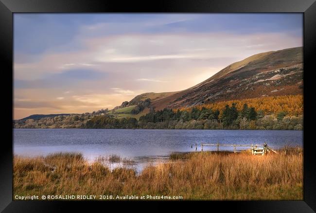"Golden hour at Loweswater lake" Framed Print by ROS RIDLEY