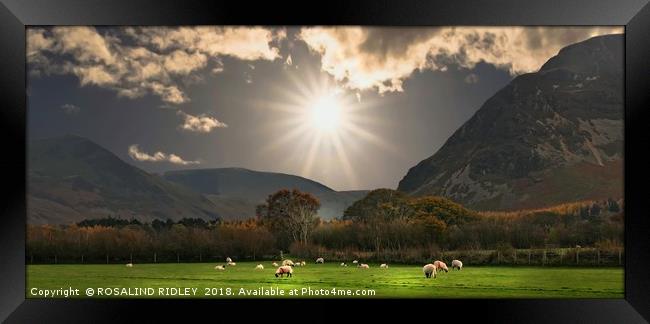 "Watching over the flock" Framed Print by ROS RIDLEY
