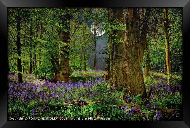 "Moonlit Bluebell woods" Framed Print by ROS RIDLEY