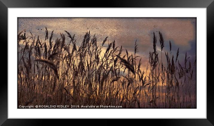 "Reeds in a breeze" Framed Mounted Print by ROS RIDLEY