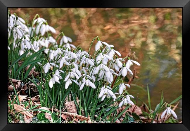 "Snowdrops by the stream" Framed Print by ROS RIDLEY