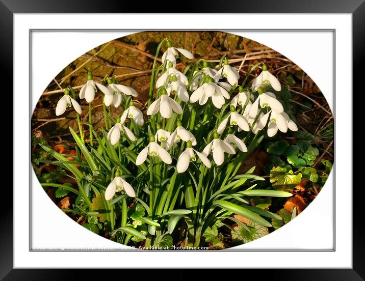 "Snowdrops in memory" Framed Mounted Print by ROS RIDLEY