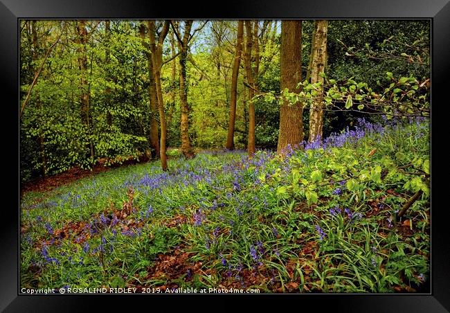 "Beech leaves and bluebells" Framed Print by ROS RIDLEY
