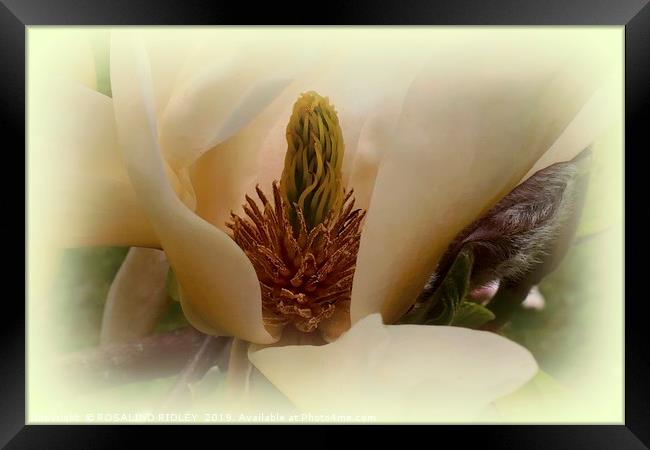 "Soft Magnolia" Framed Print by ROS RIDLEY