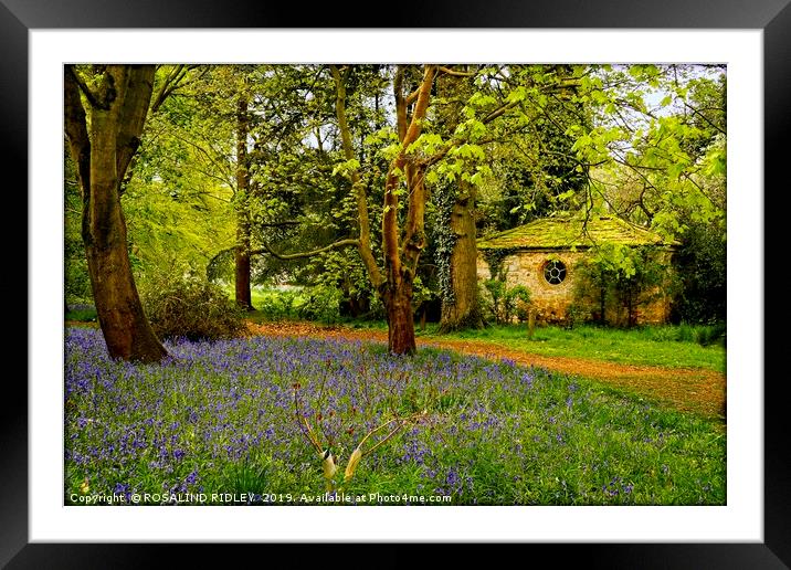 "Little Arbour  in the Bluebell wood" Framed Mounted Print by ROS RIDLEY