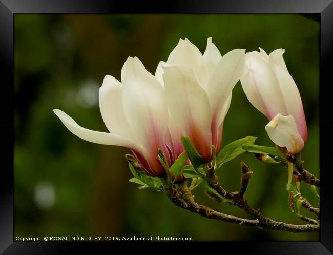 "Soft Magnolia 2 " Framed Print by ROS RIDLEY