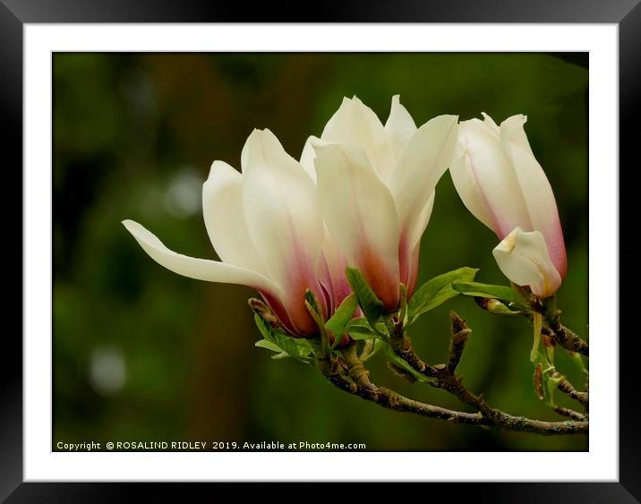 "Soft Magnolia 2 " Framed Mounted Print by ROS RIDLEY