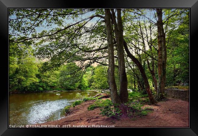 "Along the river side" Framed Print by ROS RIDLEY