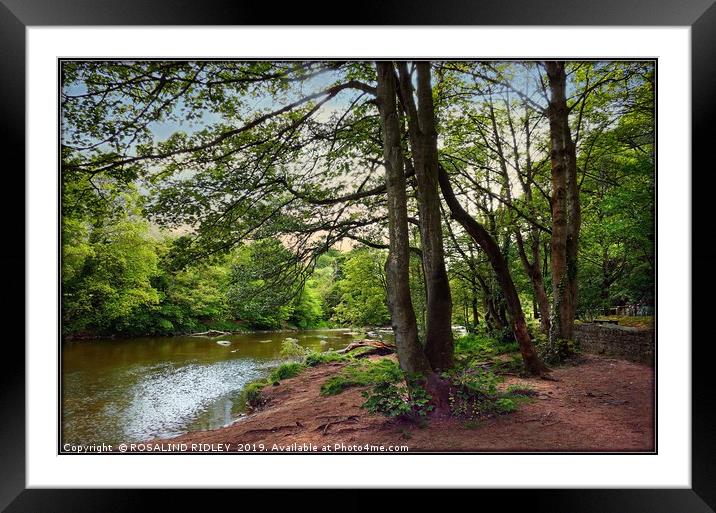 "Along the river side" Framed Mounted Print by ROS RIDLEY