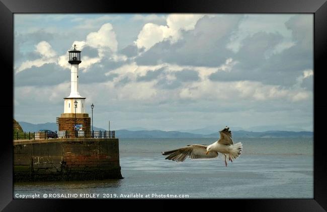 "Coming in to land" Framed Print by ROS RIDLEY