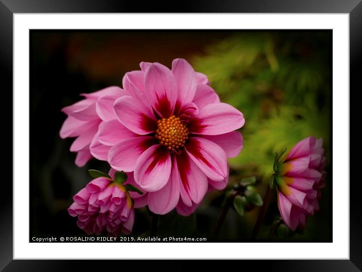 "Pink Dahlias" Framed Mounted Print by ROS RIDLEY