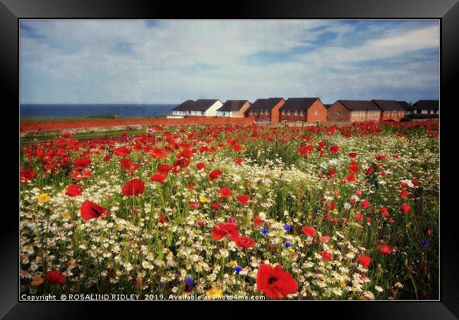 "Poppies at the seaside" Framed Print by ROS RIDLEY