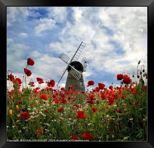 "Windmill in the poppy field" Framed Print by ROS RIDLEY