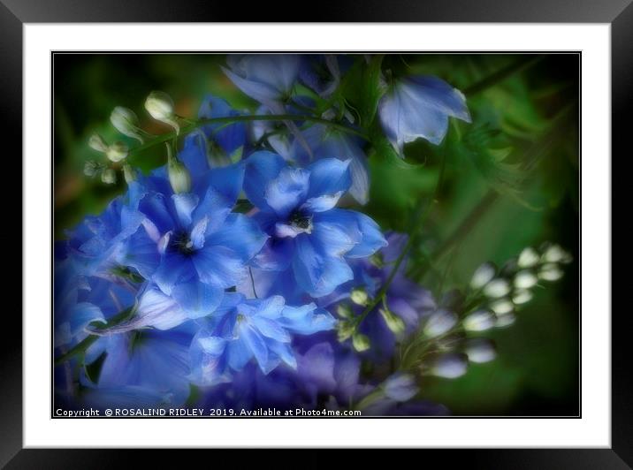 "Soft focus Blue Delphiniums" Framed Mounted Print by ROS RIDLEY
