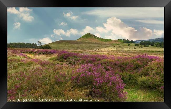 "Heather on the North York Moors" Framed Print by ROS RIDLEY