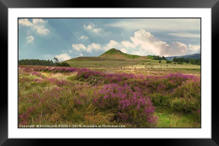 "Heather on the North York Moors" Framed Mounted Print by ROS RIDLEY