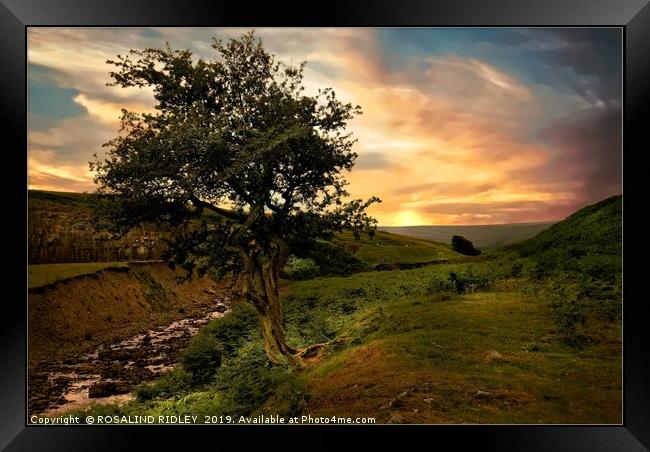 "The Tree" Framed Print by ROS RIDLEY