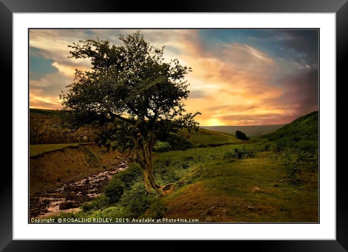 "The Tree" Framed Mounted Print by ROS RIDLEY