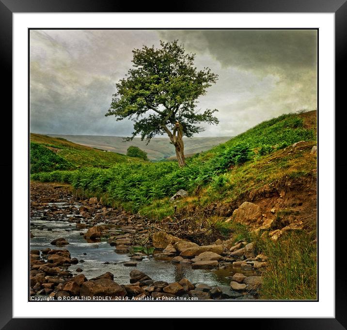 "Storm clouds gather at Bollihope" Framed Mounted Print by ROS RIDLEY