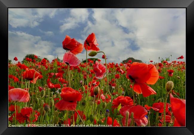 "Poppy field" Framed Print by ROS RIDLEY