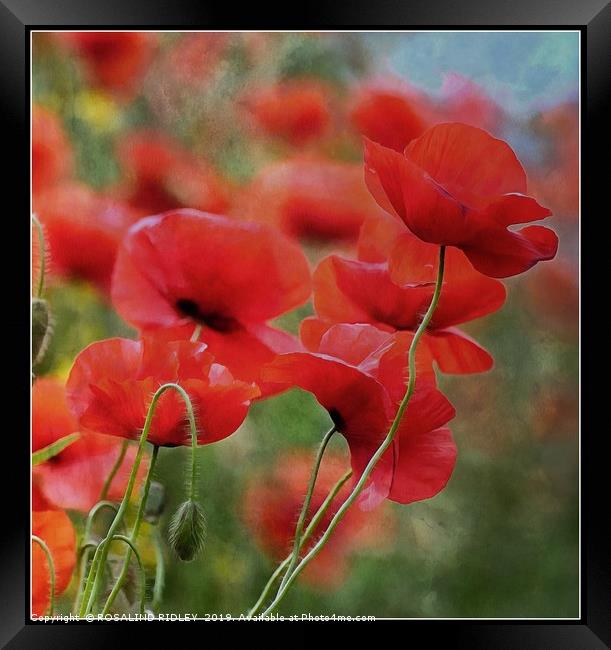 "Arty Poppies" Framed Print by ROS RIDLEY