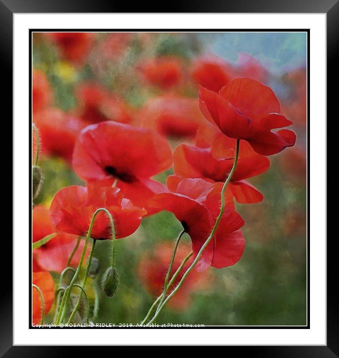 "Arty Poppies" Framed Mounted Print by ROS RIDLEY